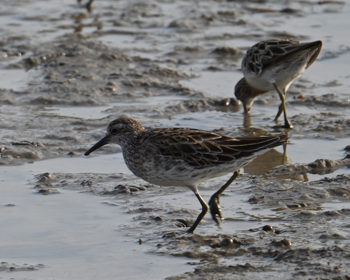 Sharp-tailed Sandpiper - ML645923448