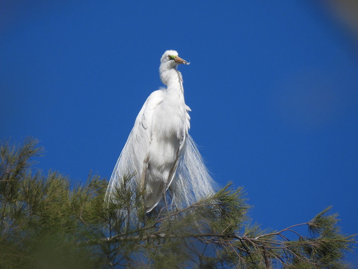 Great Egret - ML645923453