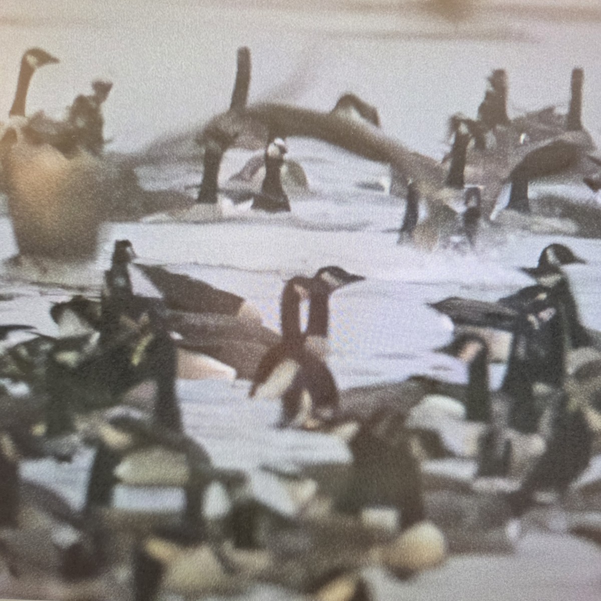 Barnacle Goose - ML645923460