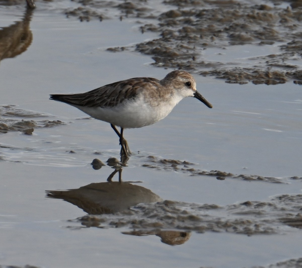 Red-necked Stint - ML645923461