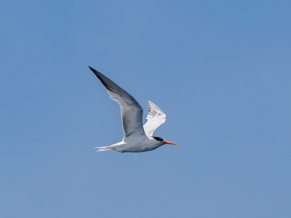 Txenada airosa - ML645923465