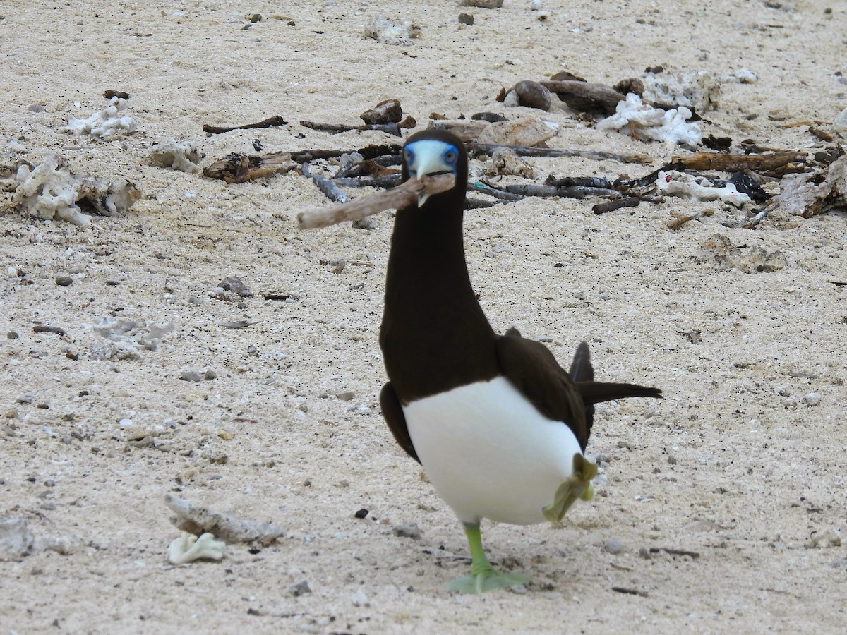 Brown Booby - ML645923467