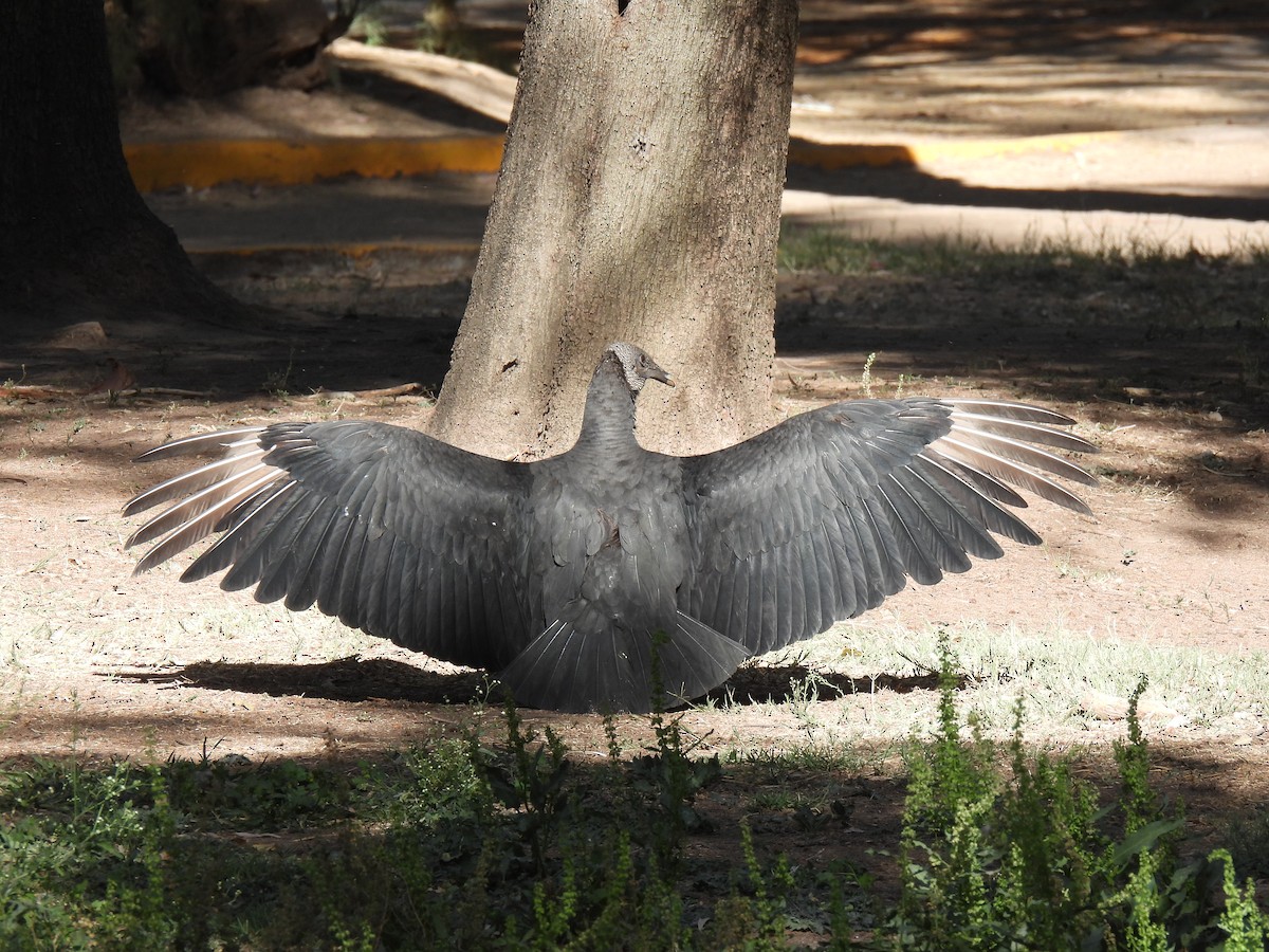 Катарта чорна - ML645923469