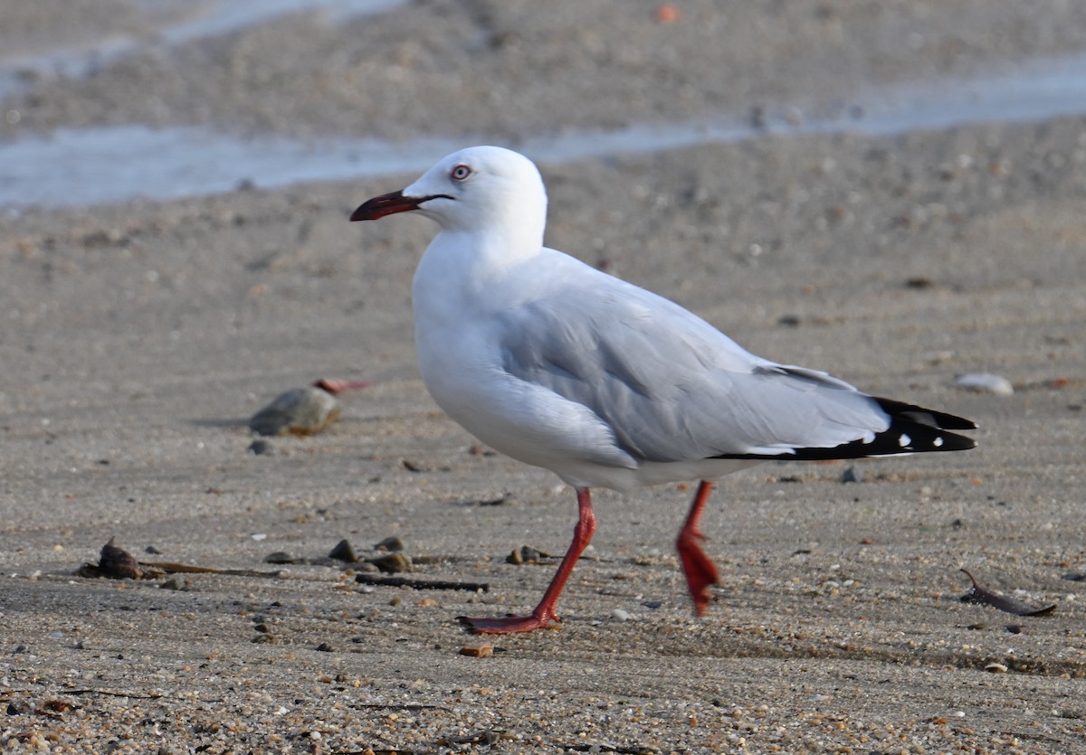 Silver Gull - ML645923470