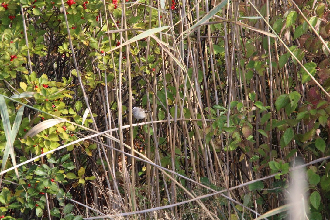 Белобровая овсянка - ML645923472