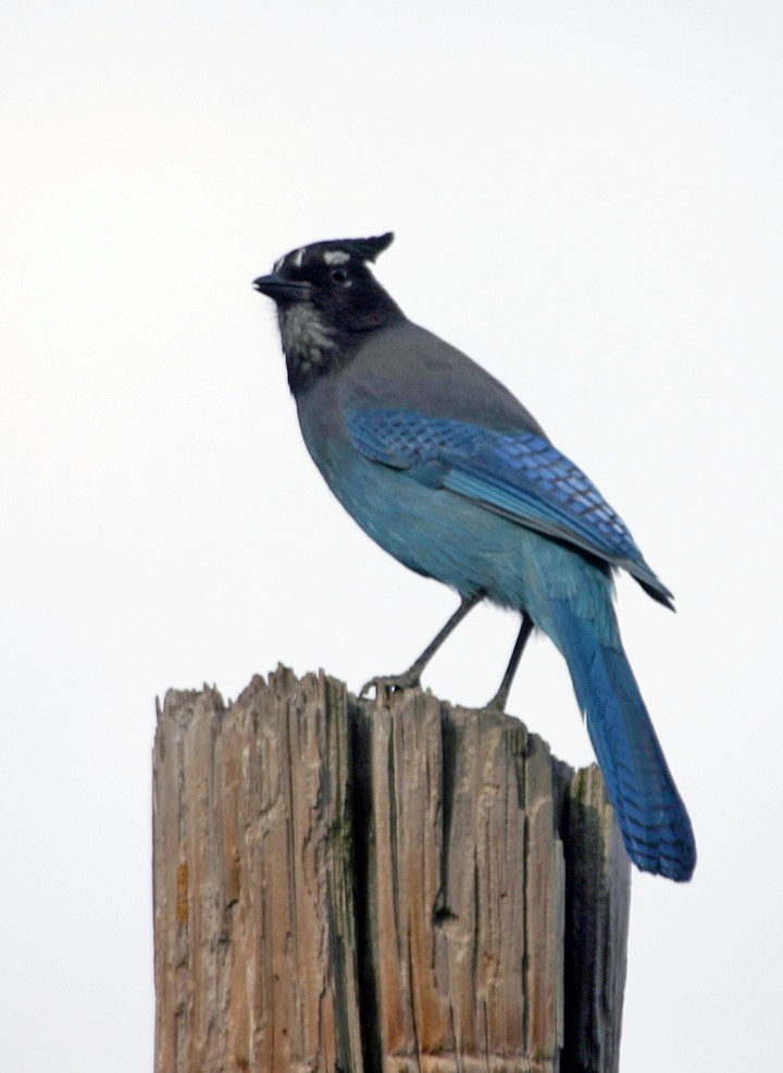 Chara de Steller - ML645923473