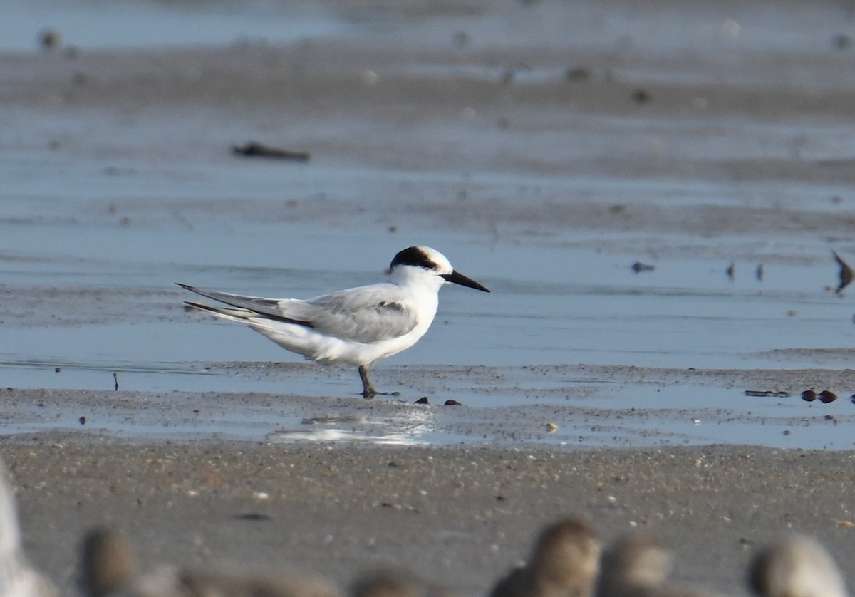 Little Tern - ML645923478