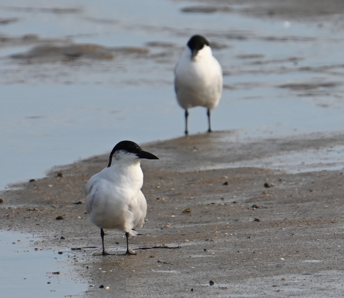 Australian Tern - ML645923481