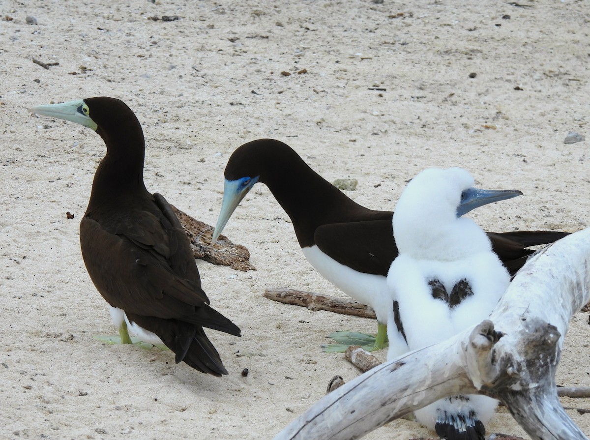 Brown Booby - ML645923485