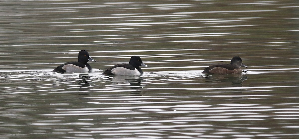 Ring-necked Duck - ML645923488