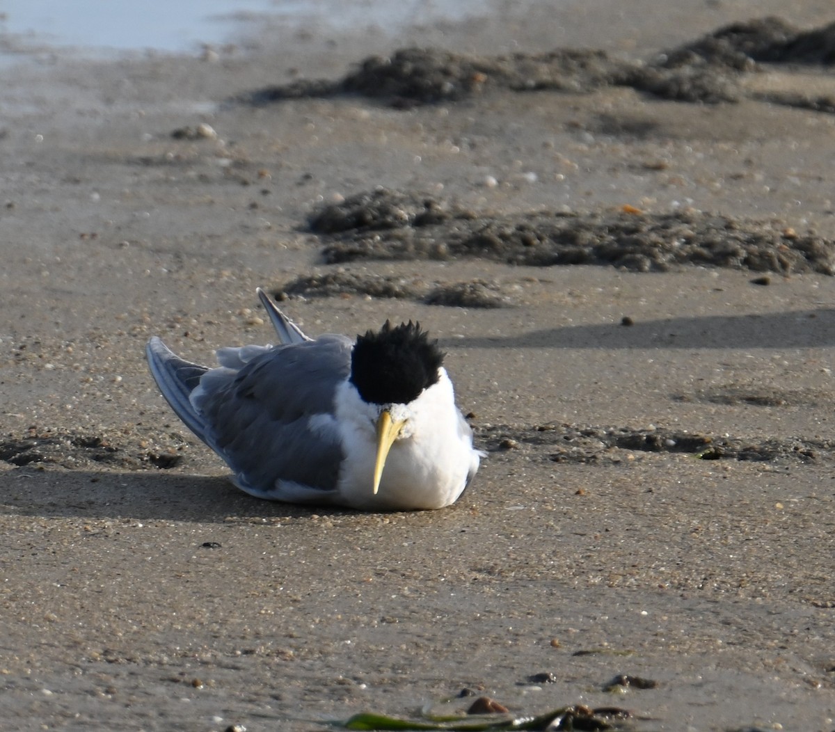Great Crested Tern - ML645923489