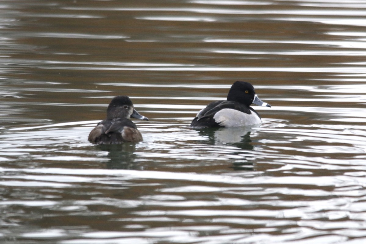 Ring-necked Duck - ML645923490