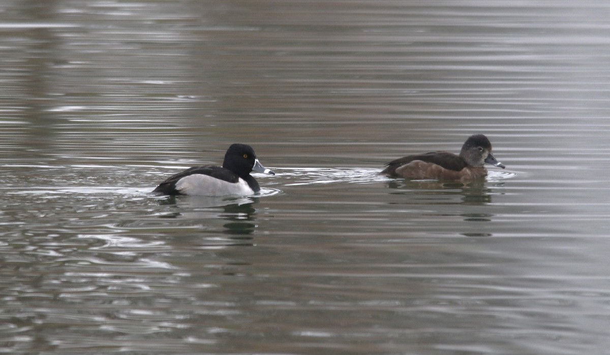 Ring-necked Duck - ML645923491