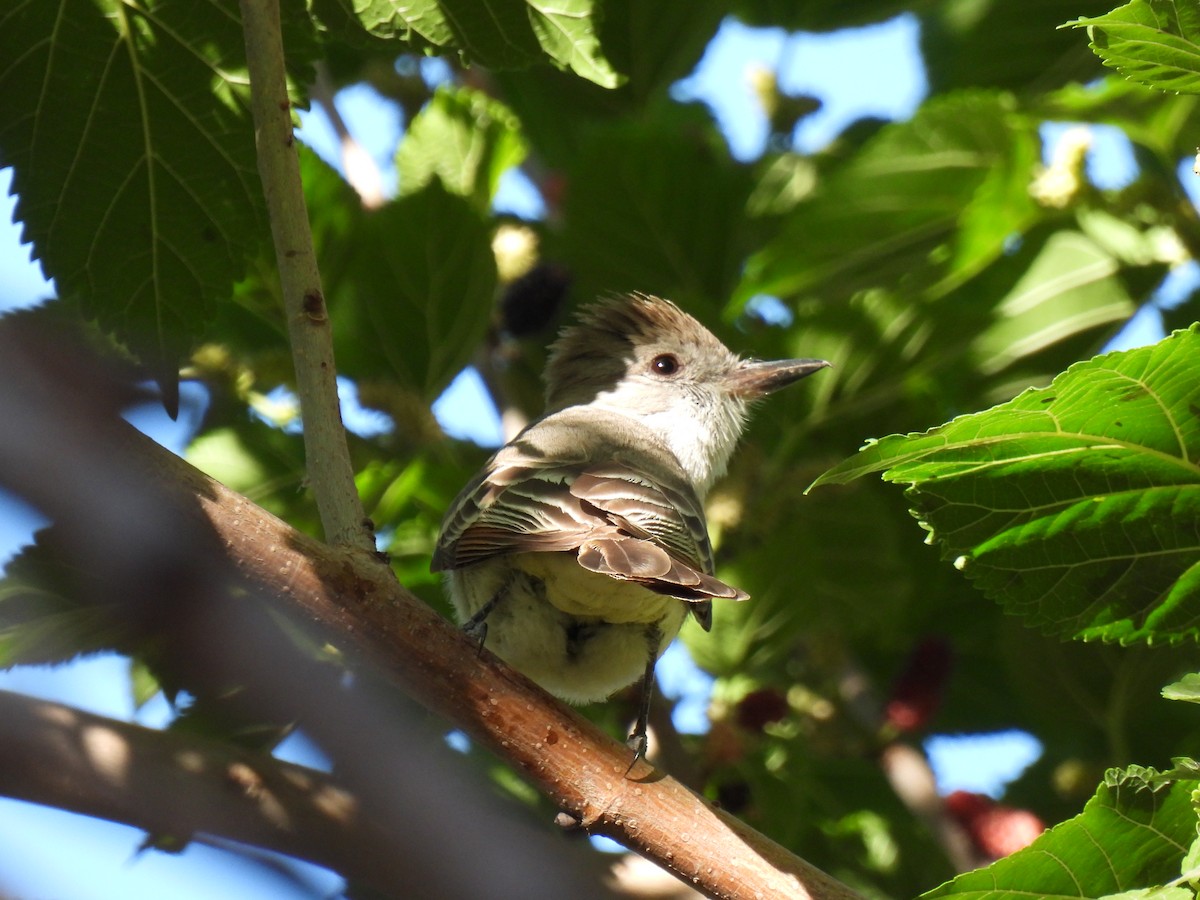 Ash-throated Flycatcher - ML645923492