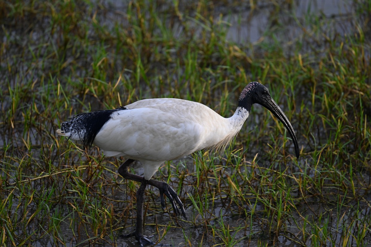 Australian Ibis - ML645923493