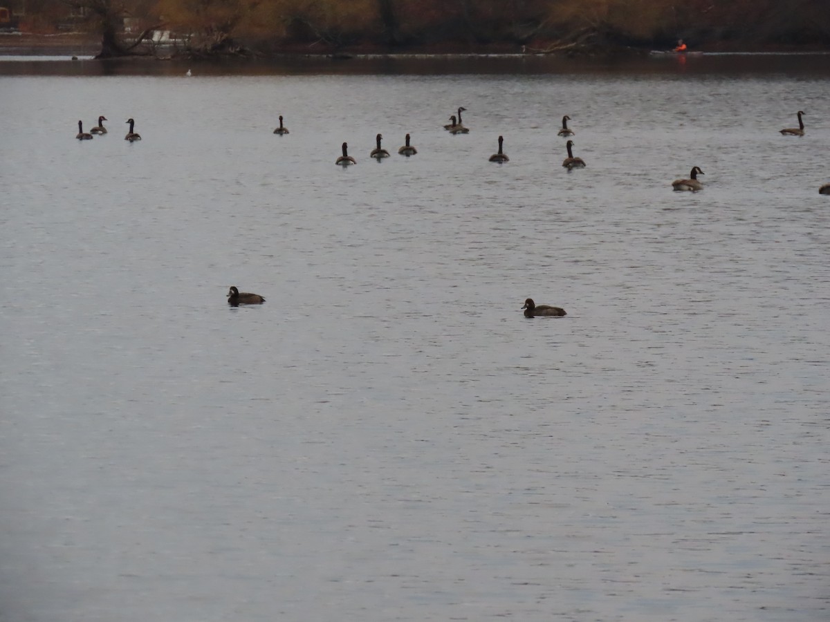 スズガモ - ML645923497