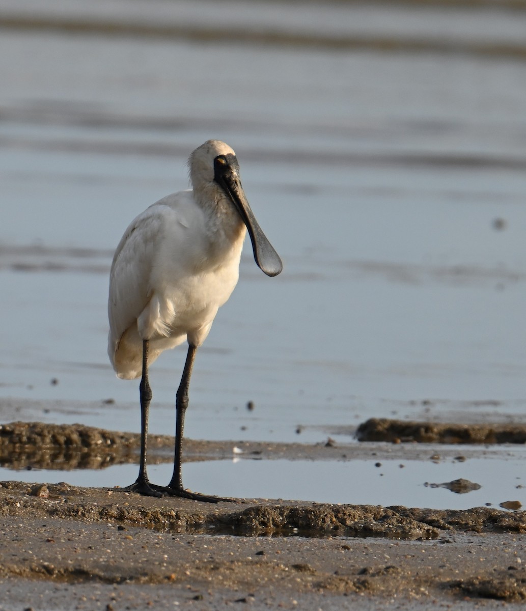Royal Spoonbill - ML645923498