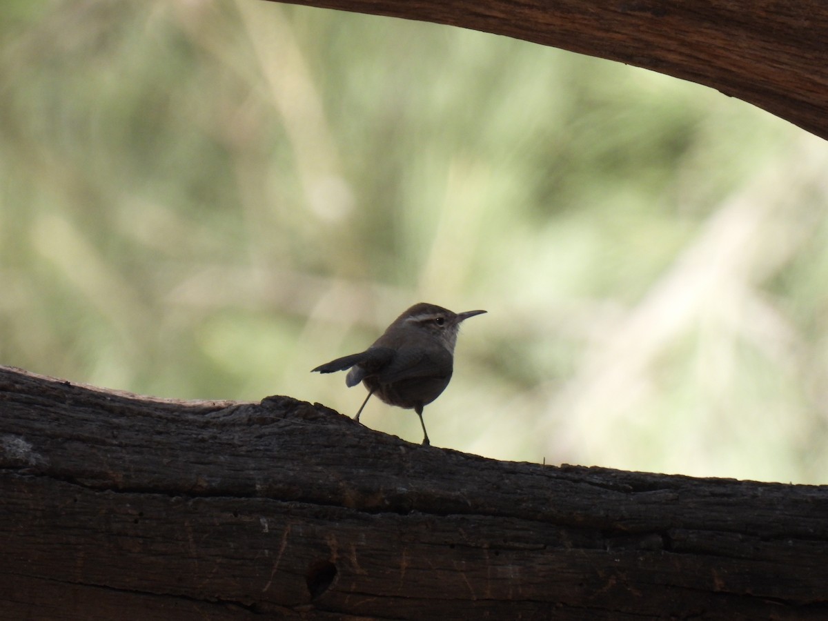 Bewick's Wren - ML645923502