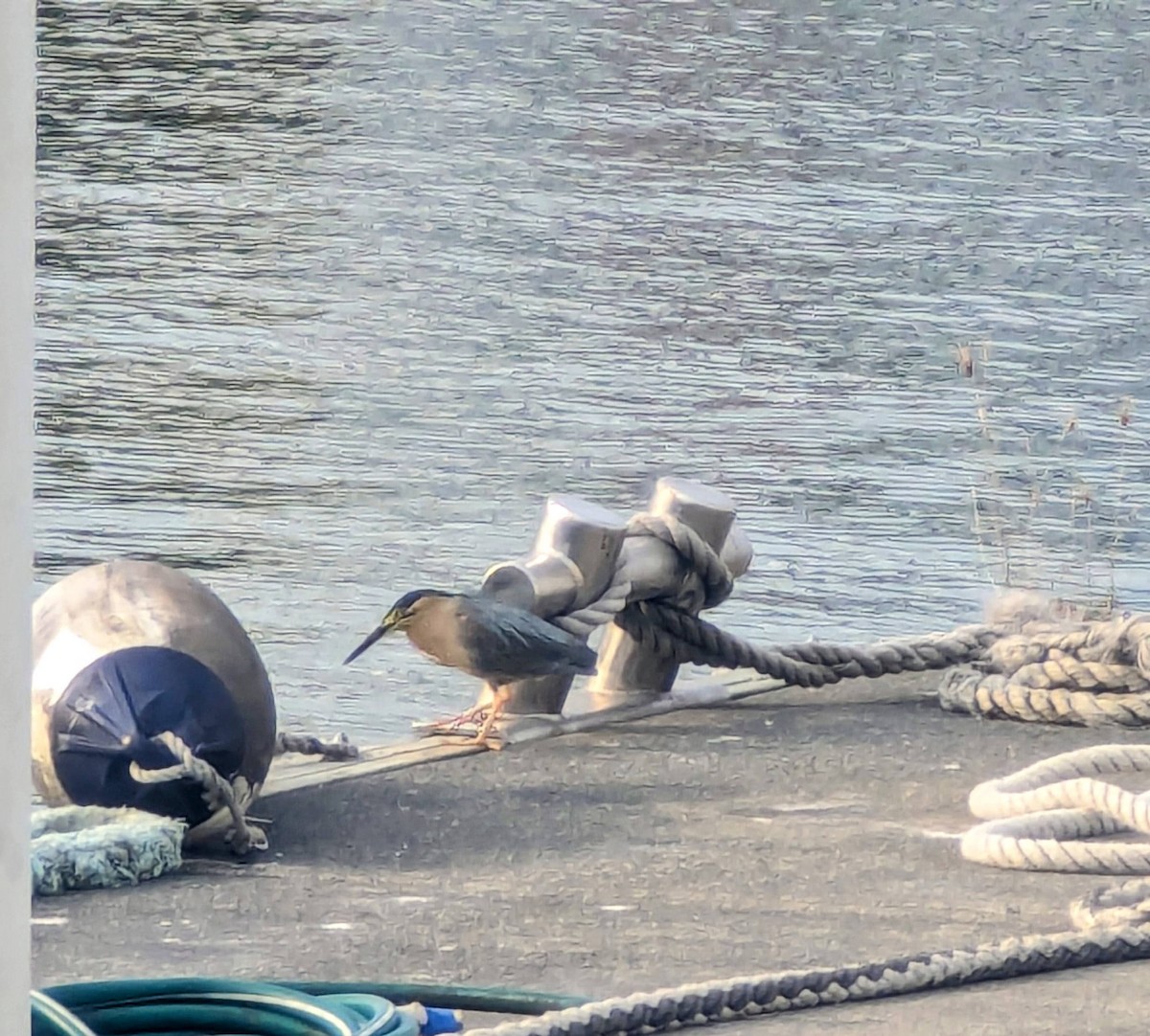 Nankeen Night Heron - ML645923503