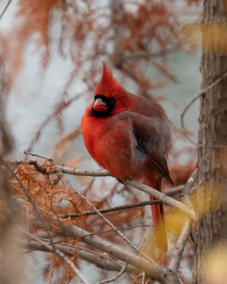 Cardinal rouge - ML645923505