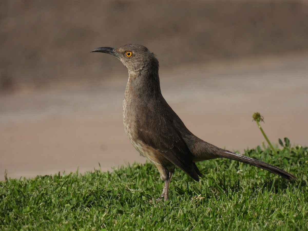 Curve-billed Thrasher - ML645923506