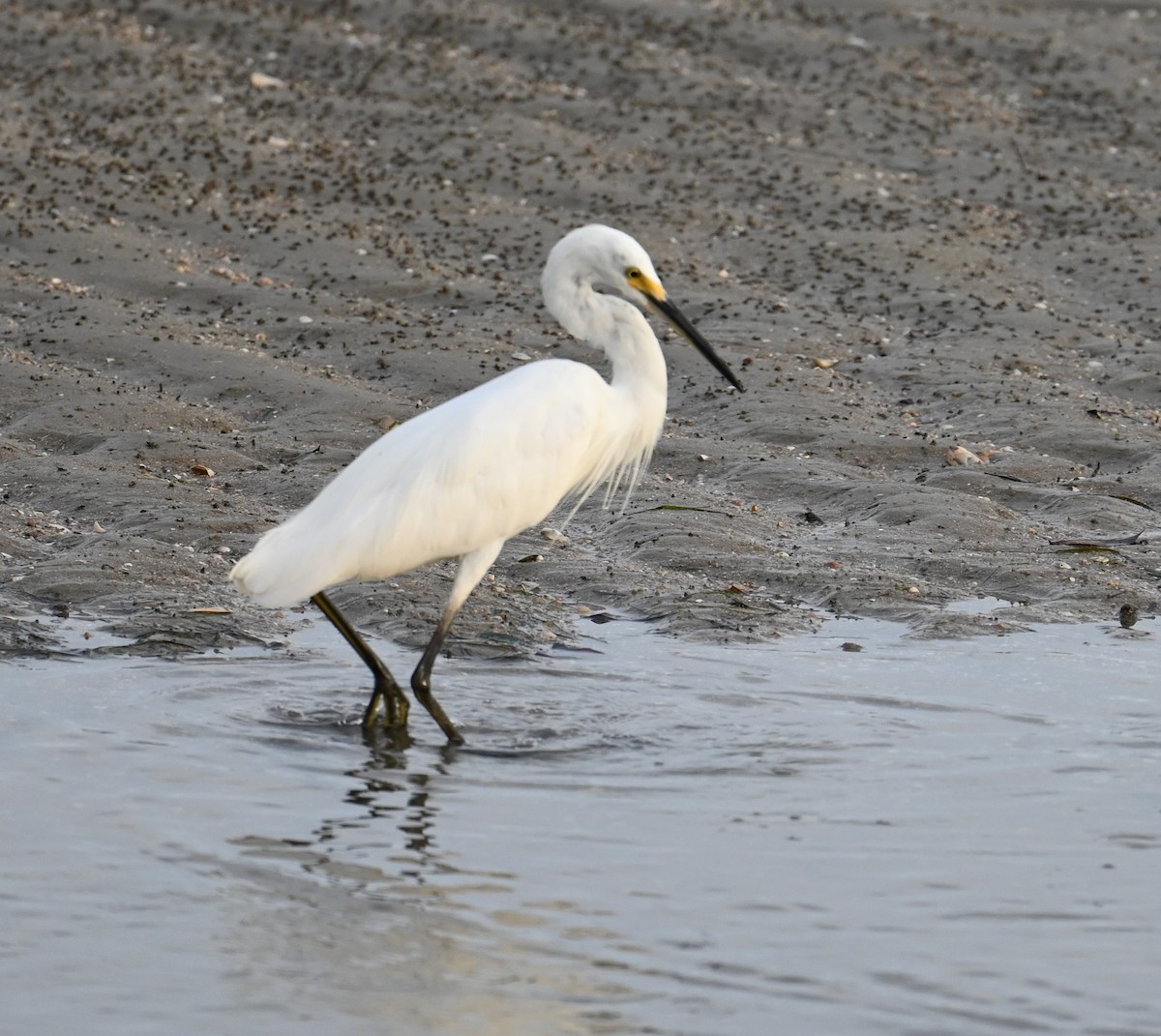 Little Egret - ML645923508