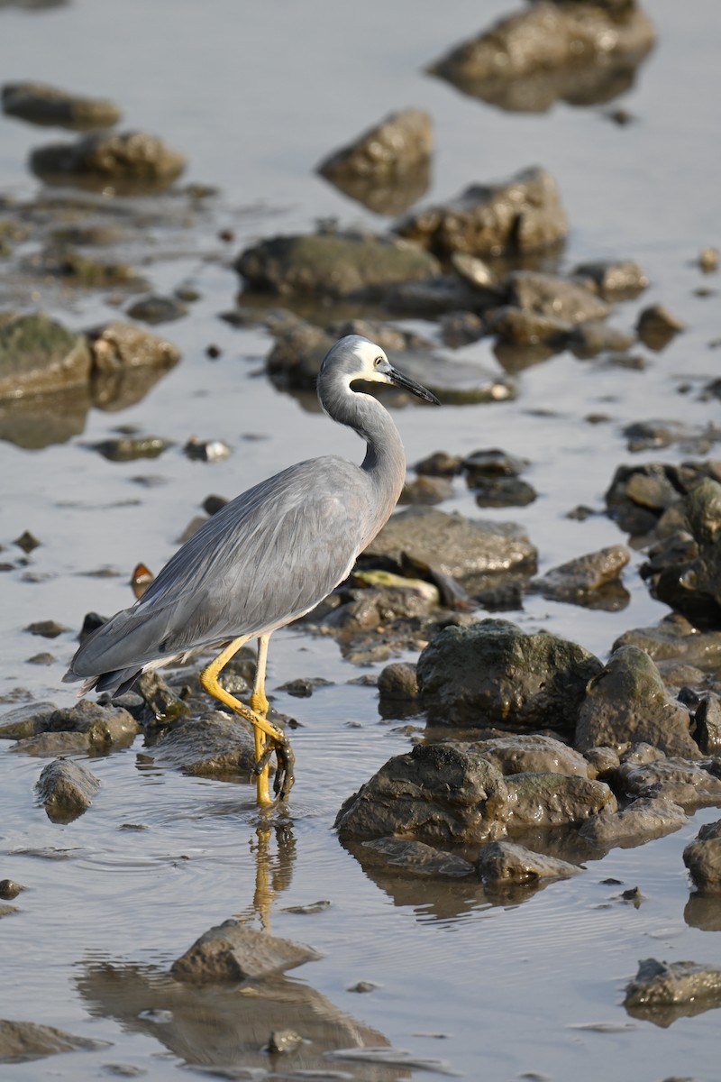 White-faced Heron - ML645923512