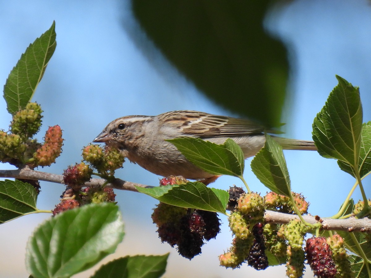 Chipping Sparrow - ML645923513
