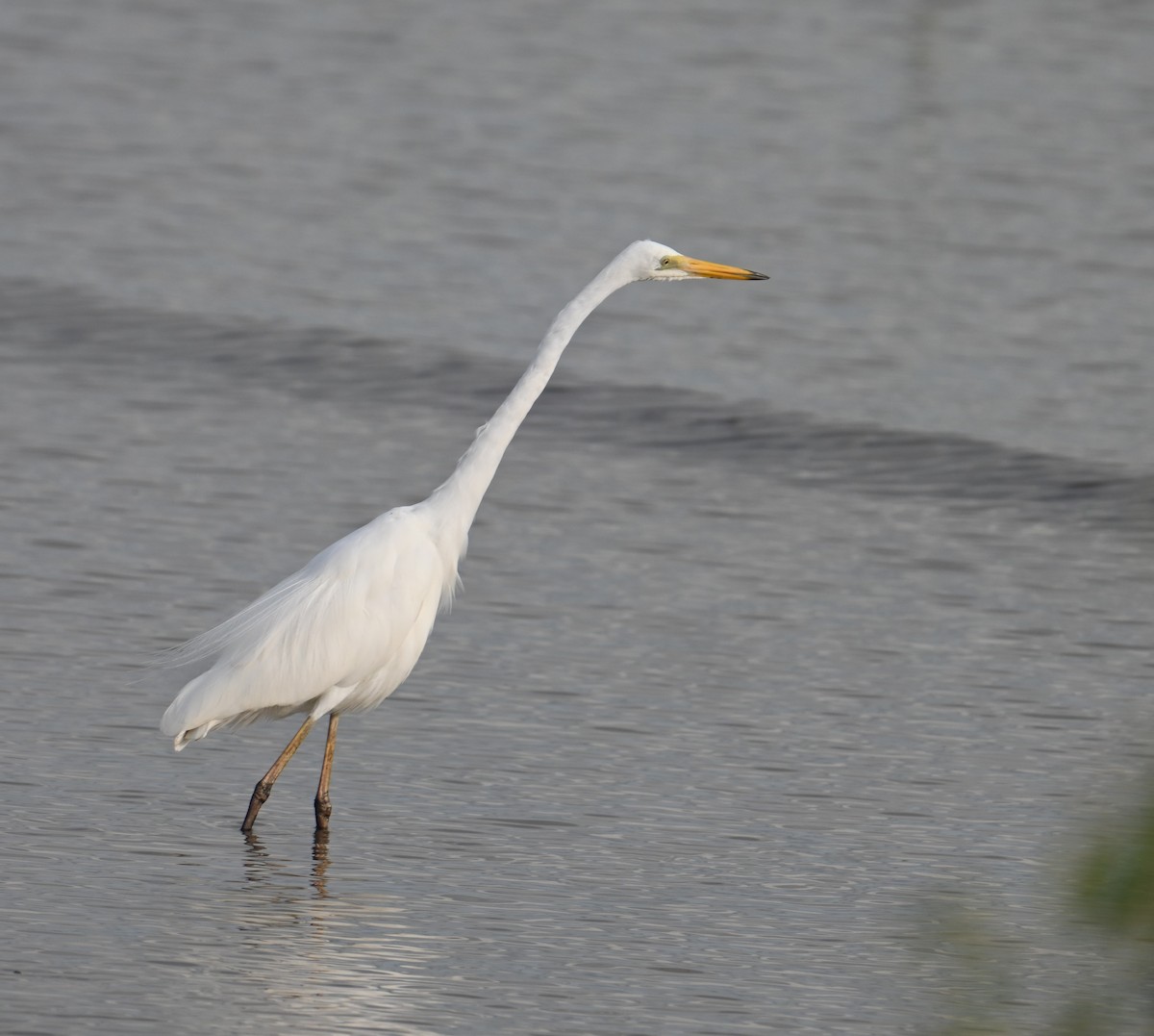 Great Egret - ML645923514