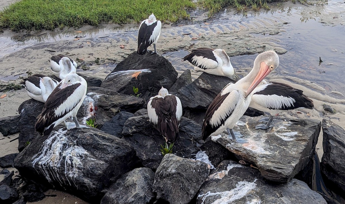 Australian Pelican - ML645923521