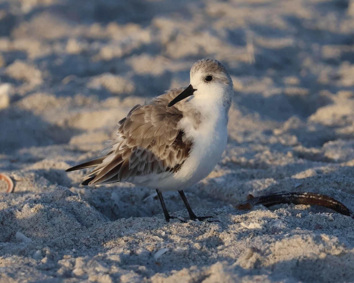 jespák písečný - ML645923525