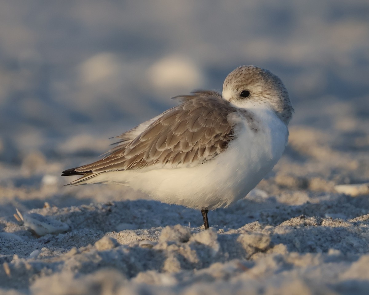 jespák písečný - ML645923526