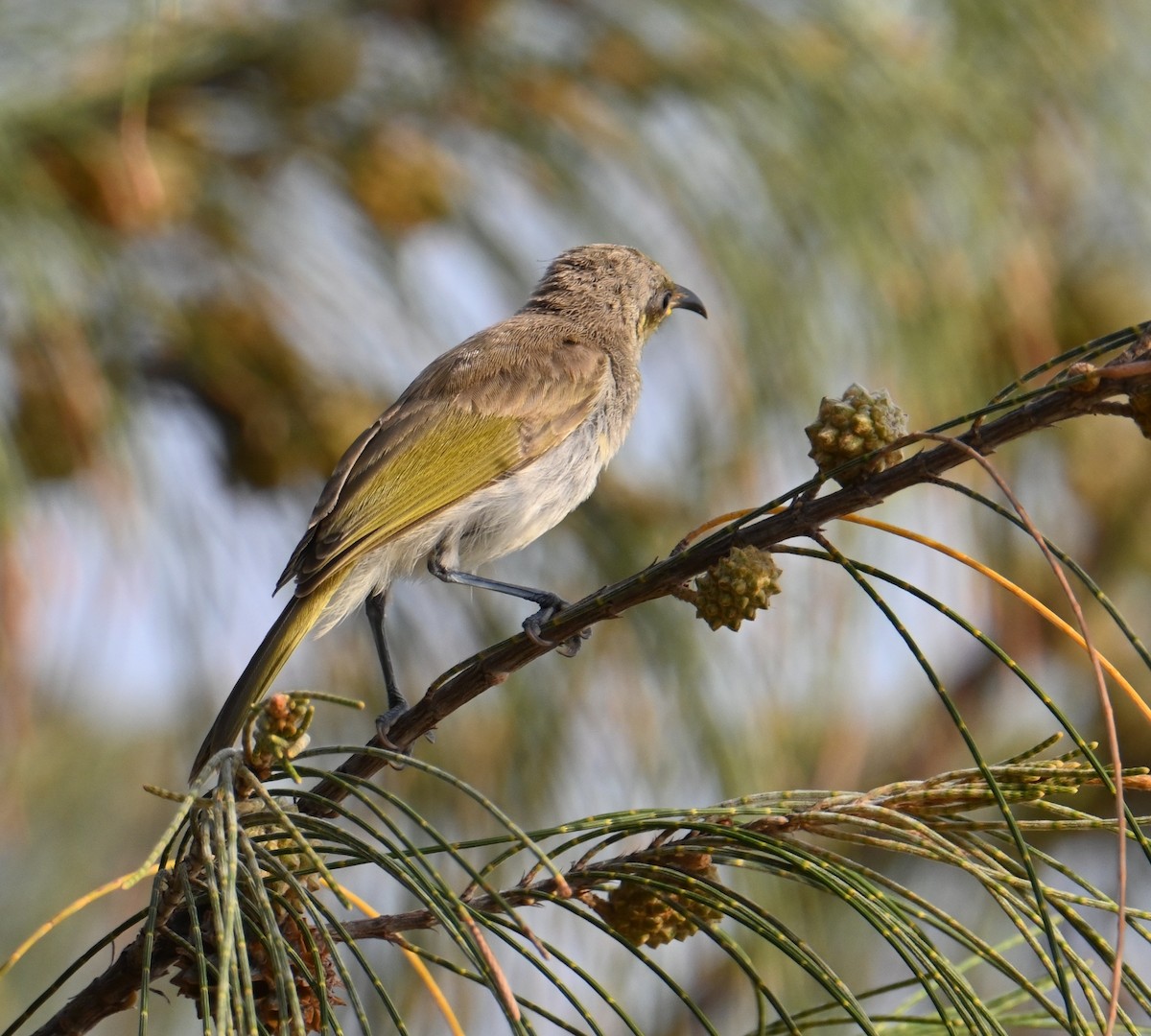 Brown Honeyeater - ML645923531