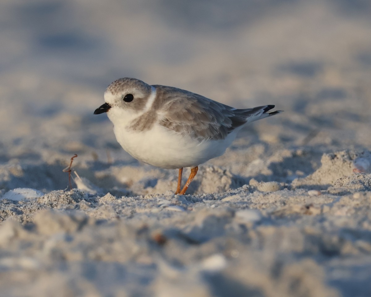 Piping Plover - ML645923534