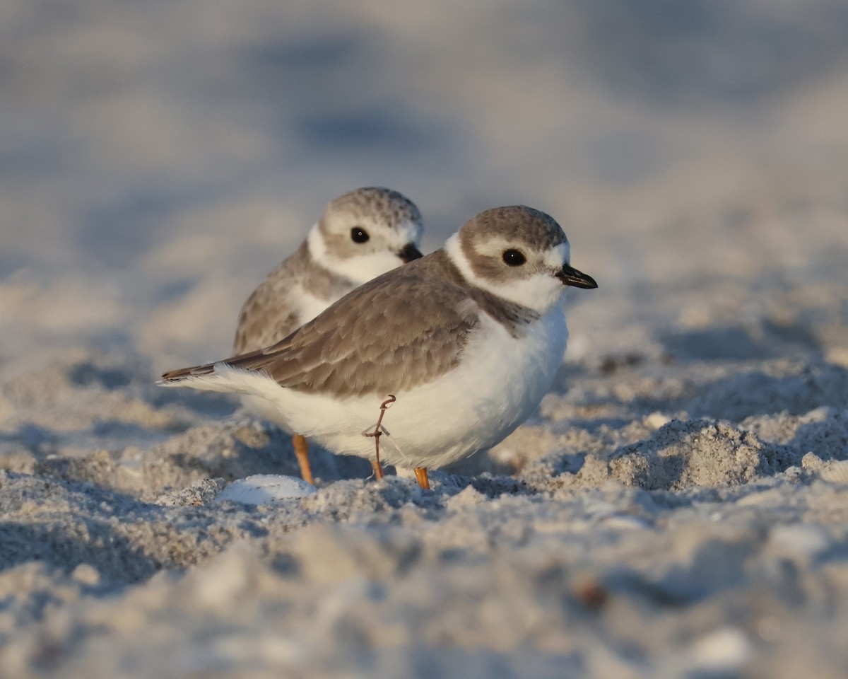 Piping Plover - ML645923535