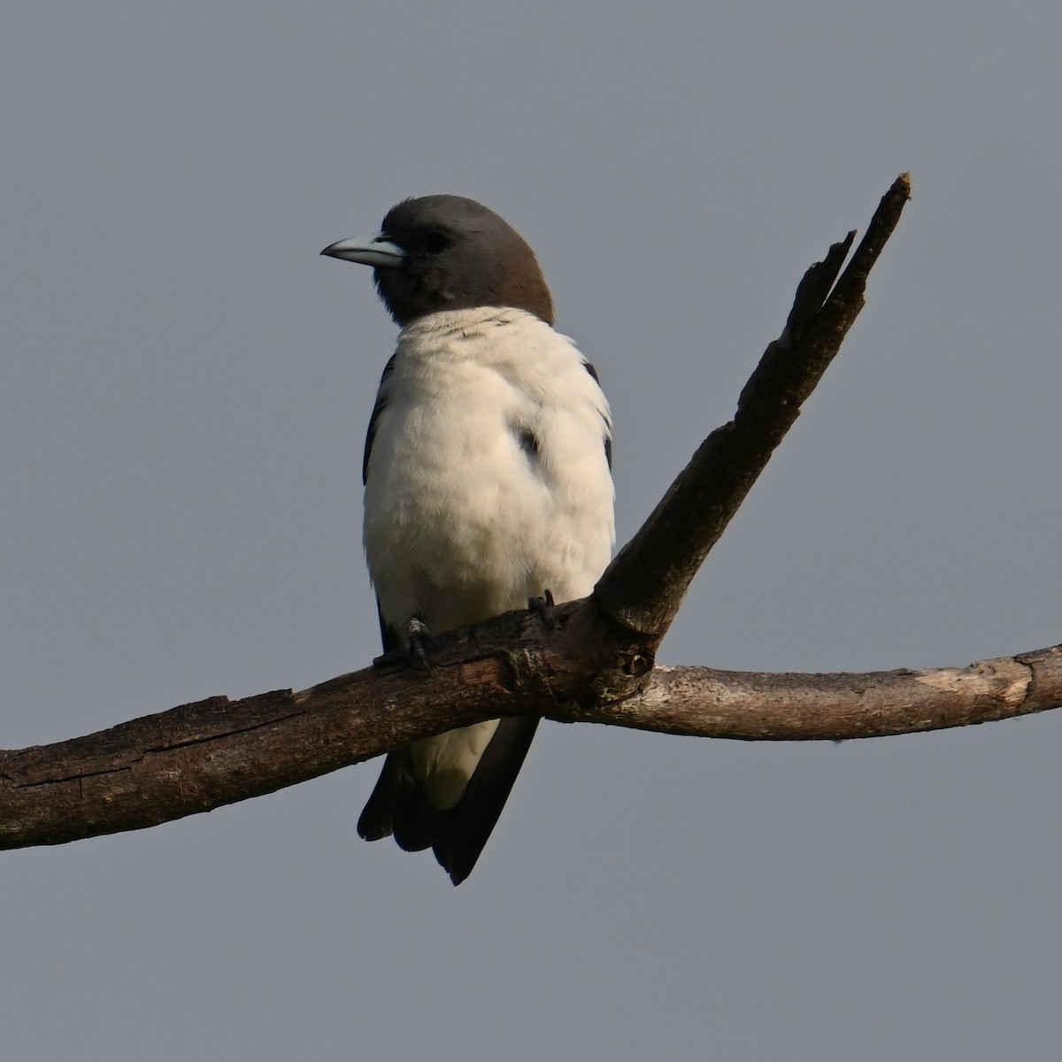 White-breasted Woodswallow - ML645923537