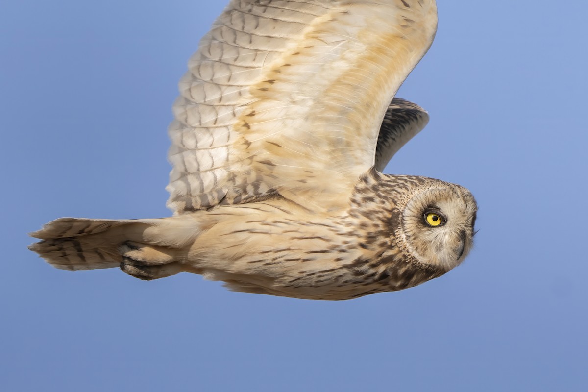 Short-eared Owl - ML645923539