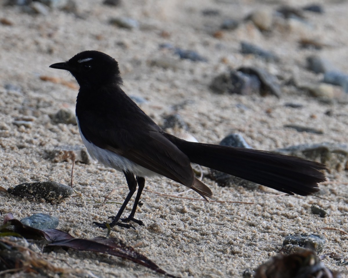 Willie-wagtail - ML645923541