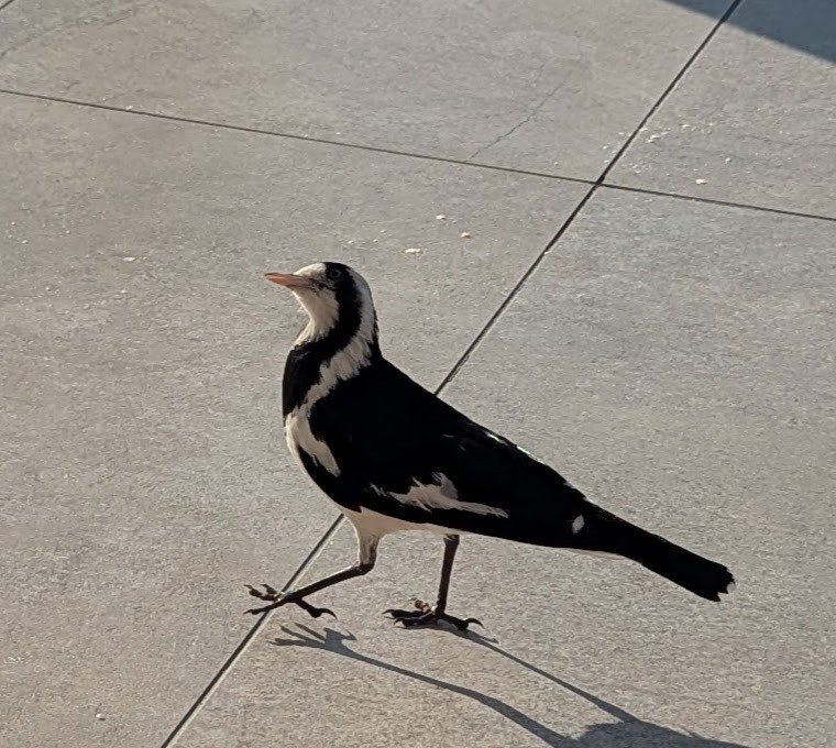 Magpie-lark - ML645923544