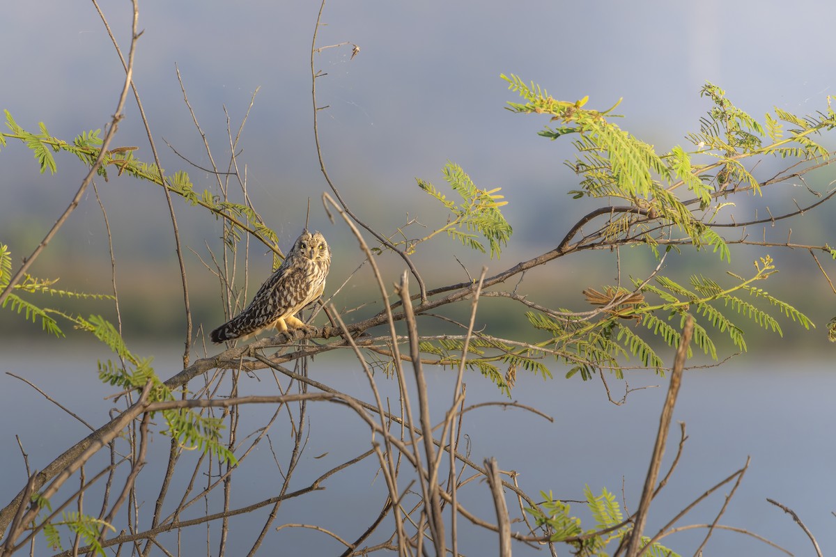 Short-eared Owl - ML645923545