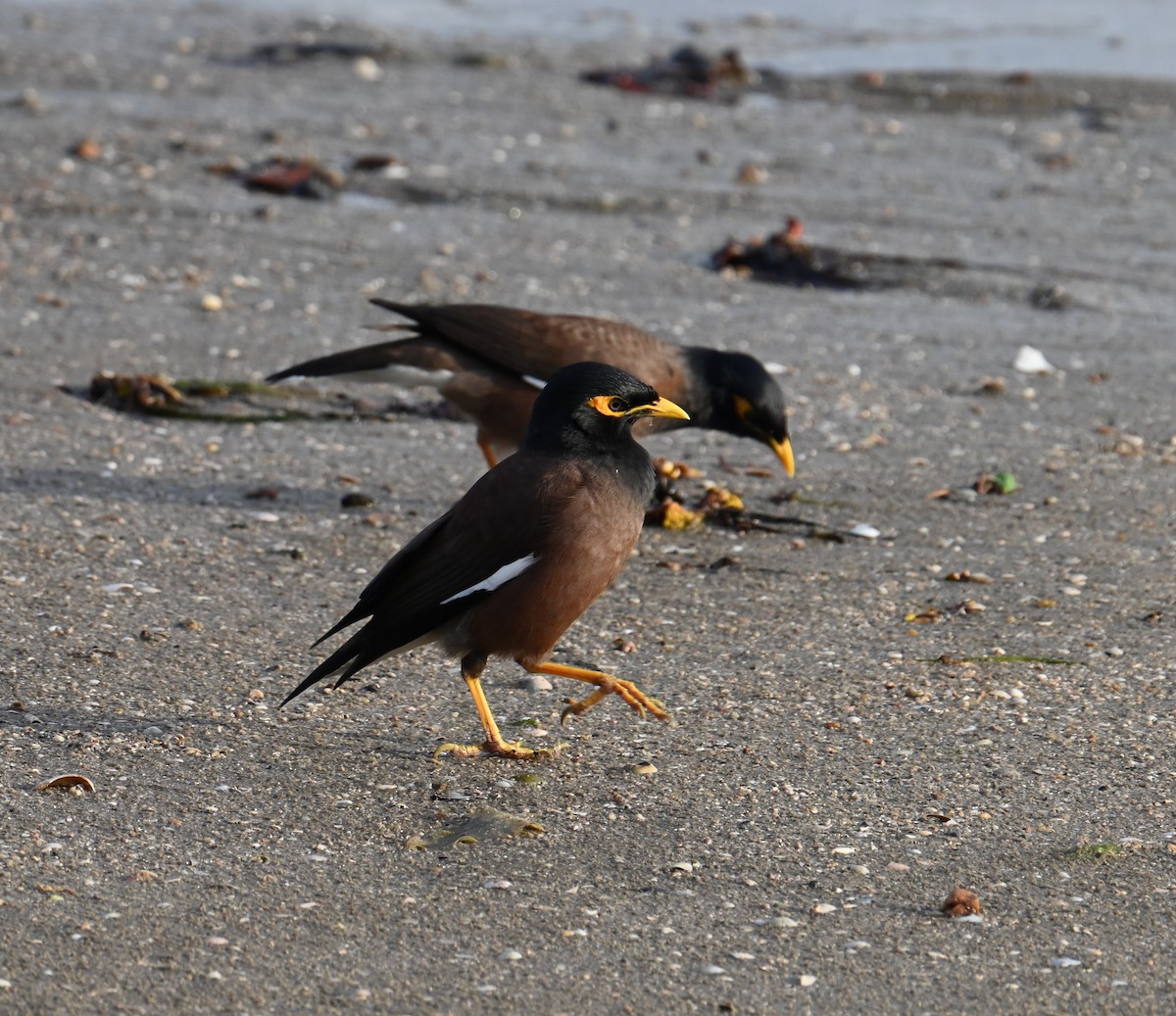 Common Myna - ML645923547