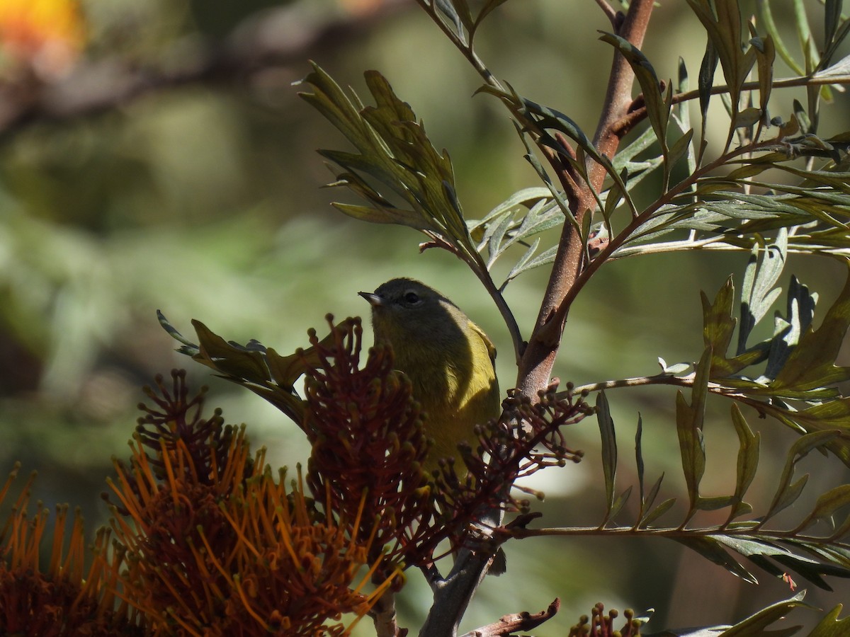 Orange-crowned Warbler - ML645923548
