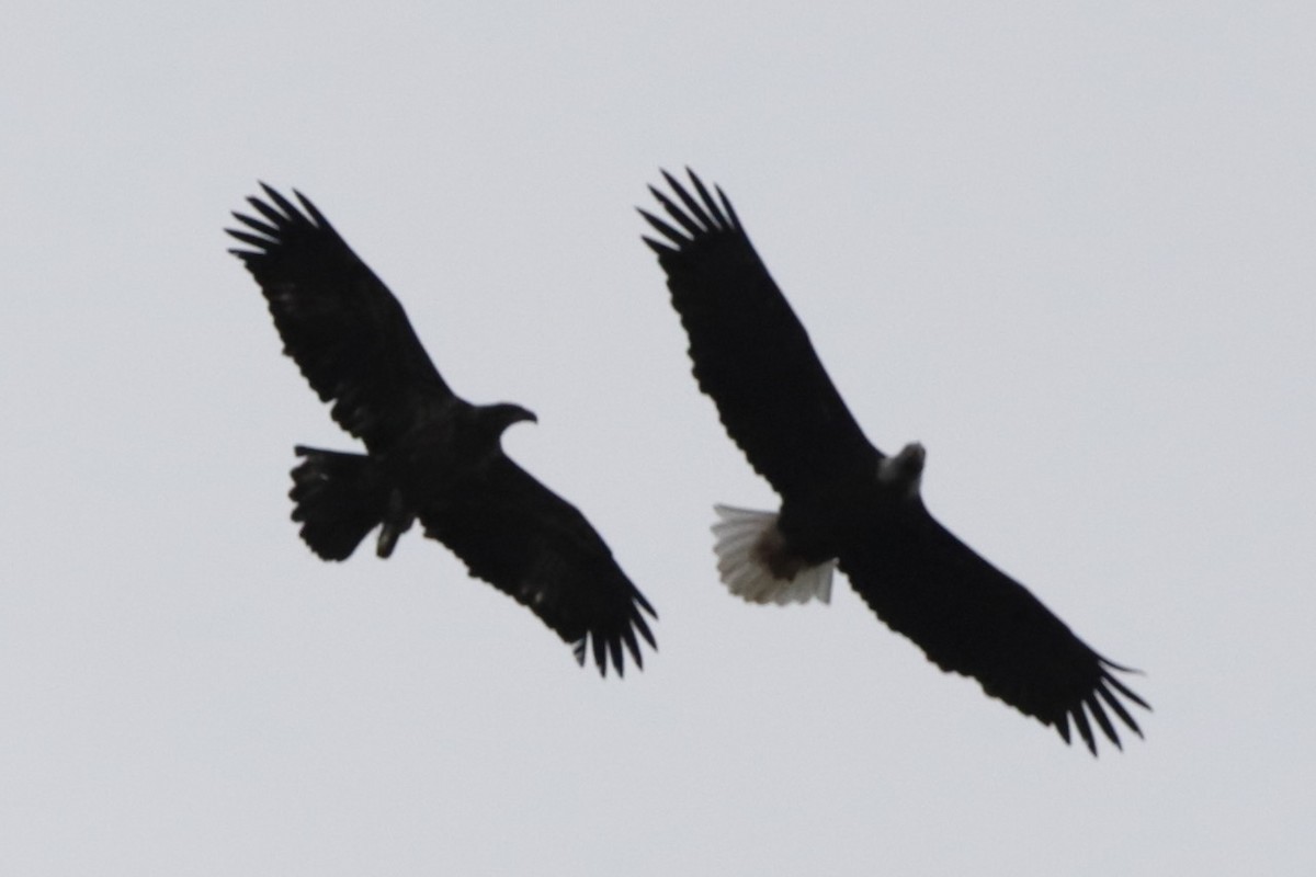 Ak Başlı Kartal - ML645923549