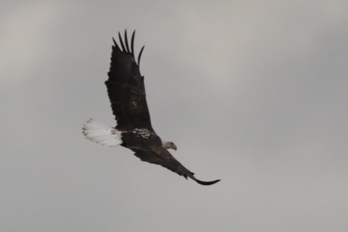 Ak Başlı Kartal - ML645923550