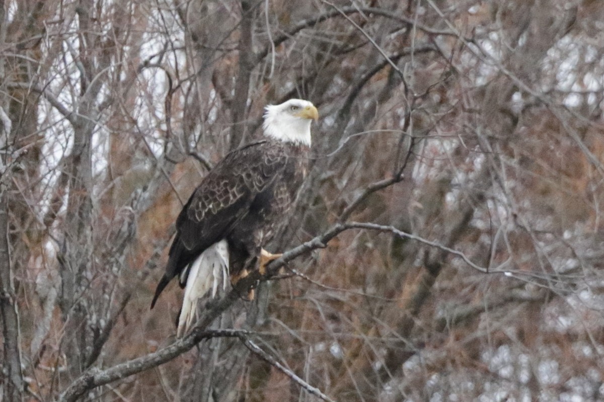Ak Başlı Kartal - ML645923553