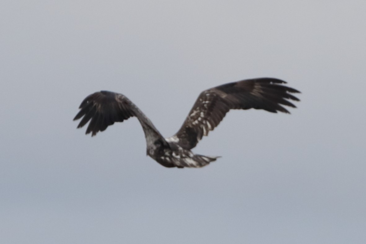 Ak Başlı Kartal - ML645923554