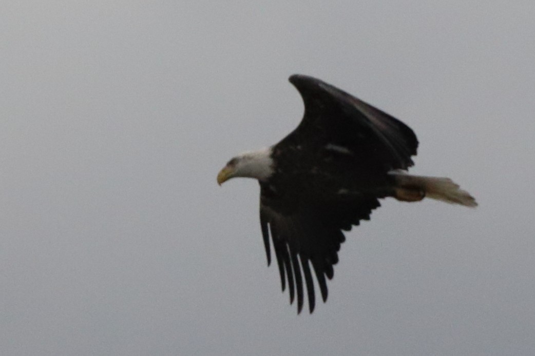 Ak Başlı Kartal - ML645923555