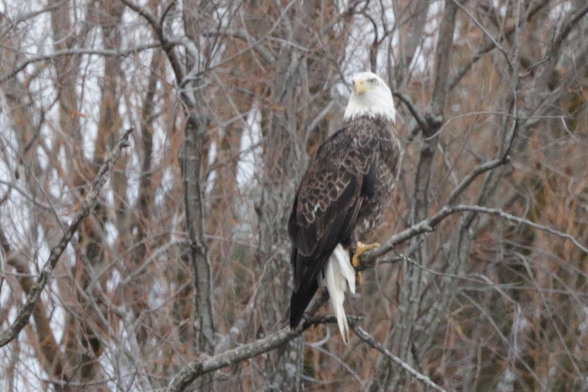 Ak Başlı Kartal - ML645923556