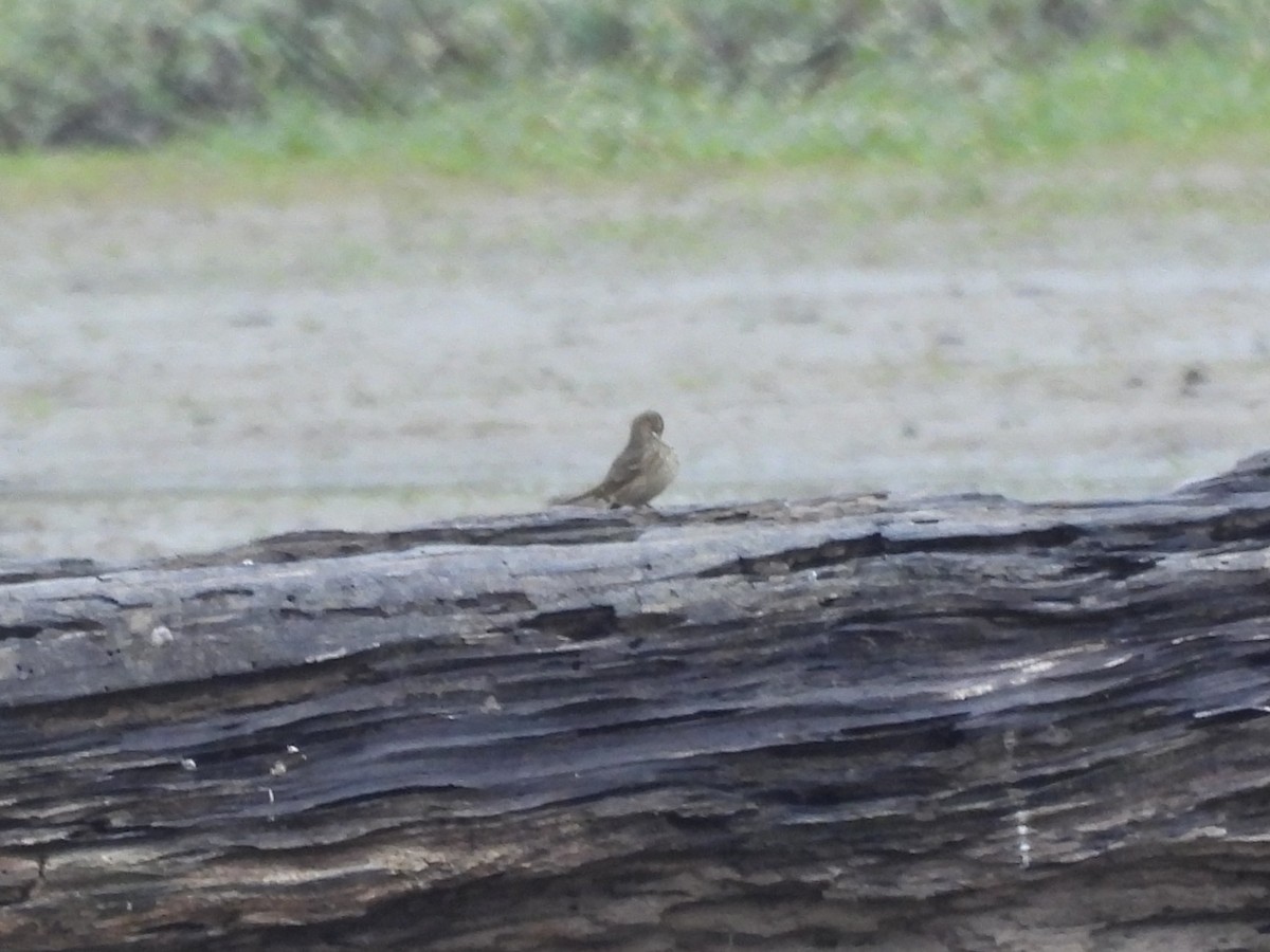 American Pipit - ML645923557