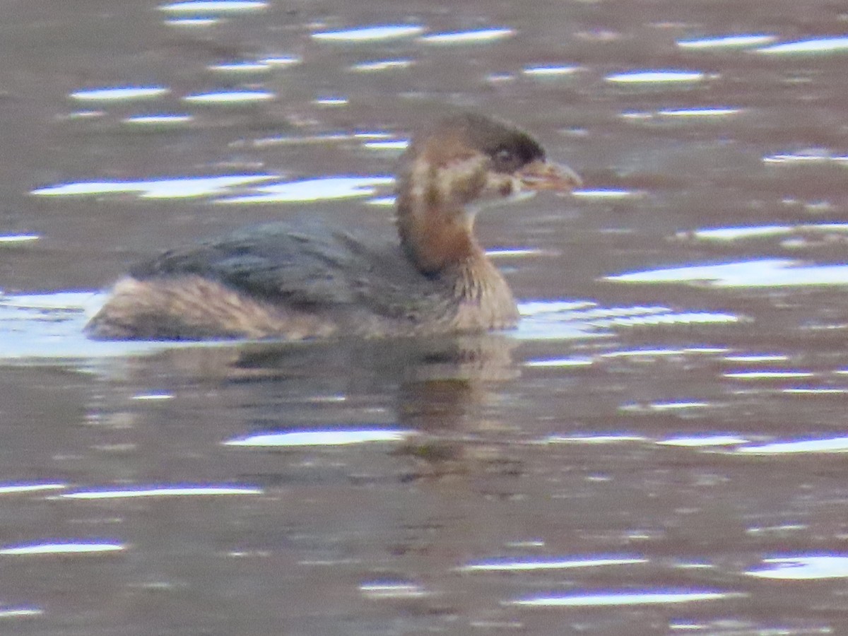 Pied-billed Grebe - ML645923558